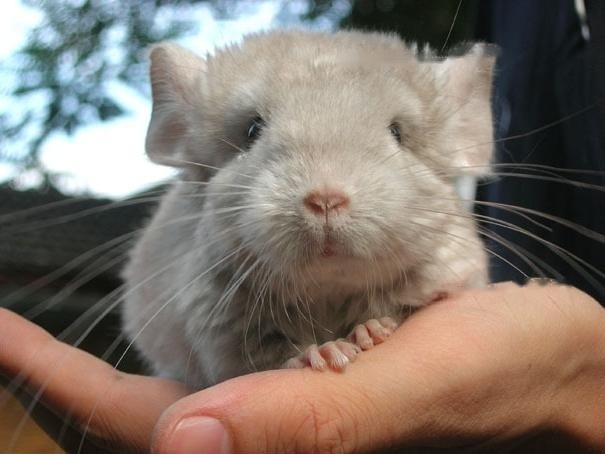 Ways to prevent pet chinchillas from biting wires