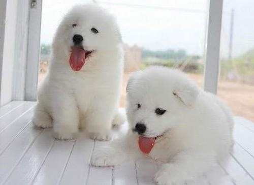 【Samoyed
