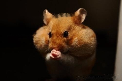 How can hamster stroke be prevented?-Information-Professional platform ...