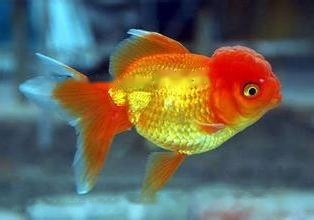 [Goldfish