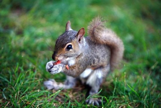 【Squirrel】What