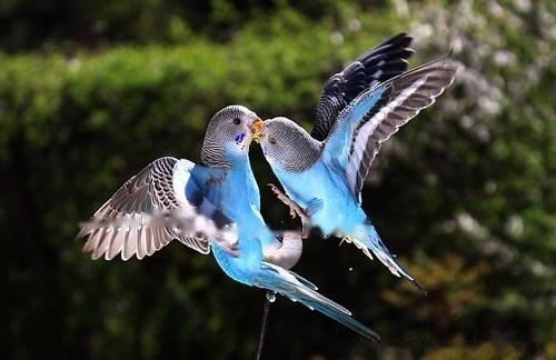 Budgerigars