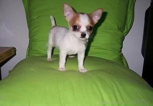 【Chihuahua