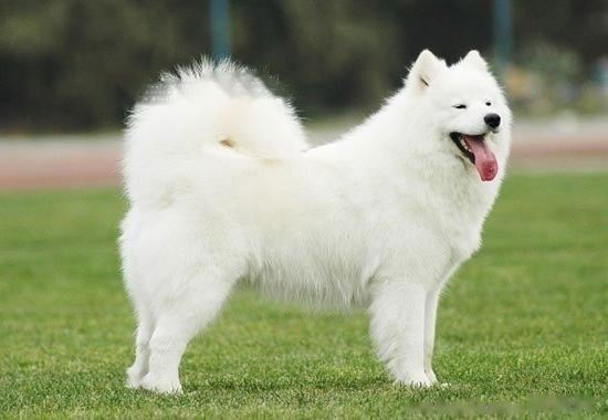 Samoyed