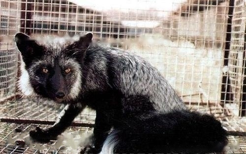 Brief introduction of silver black fox