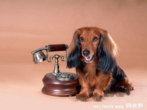 【Dachshund