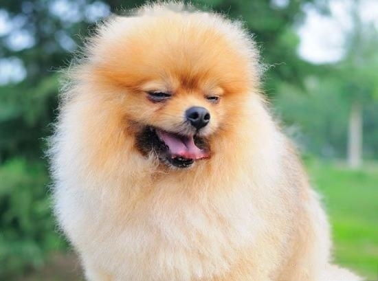 Pomeranian