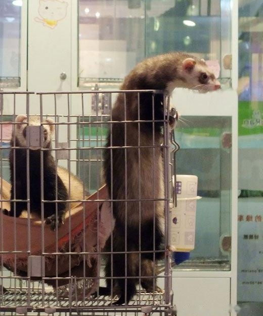 pet
