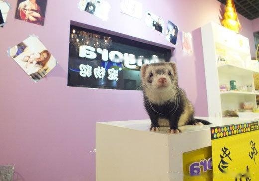 pet