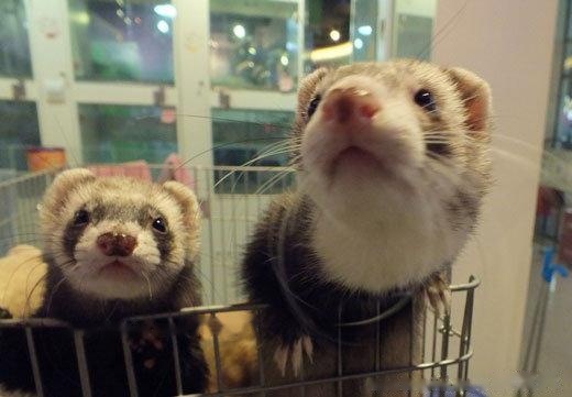 pet