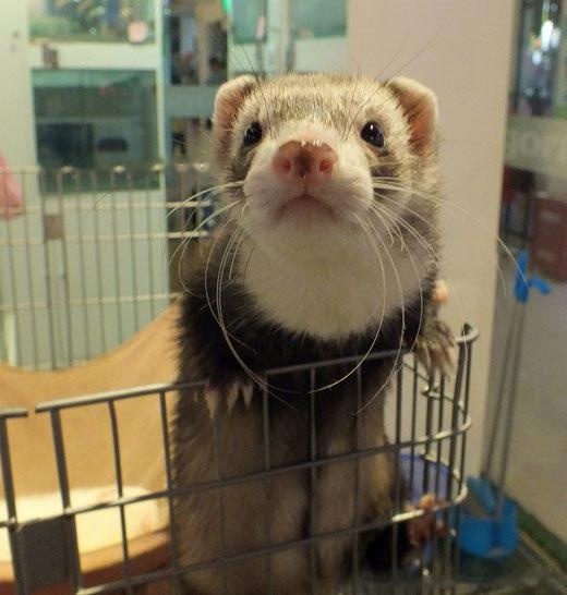 pet
