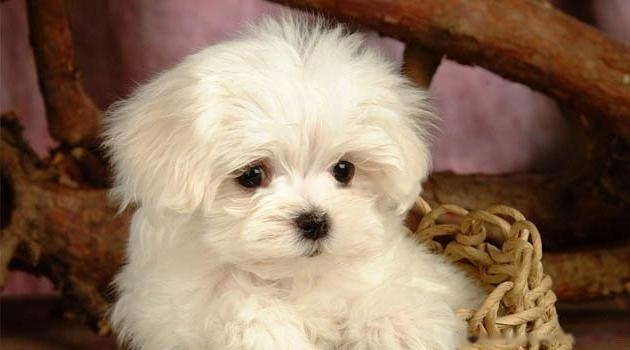 Bichon