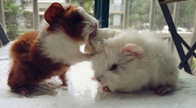 baiseheiyantianzhushu5