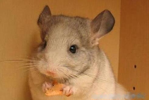 Chinchilla