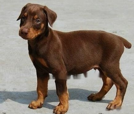 Doberman