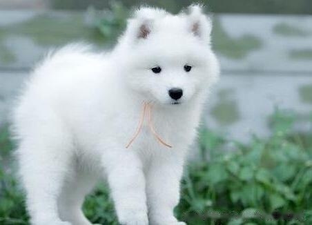 Samoyed