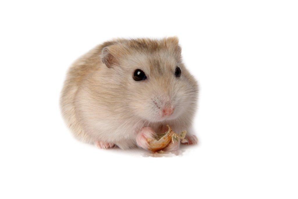 hamster.jpg