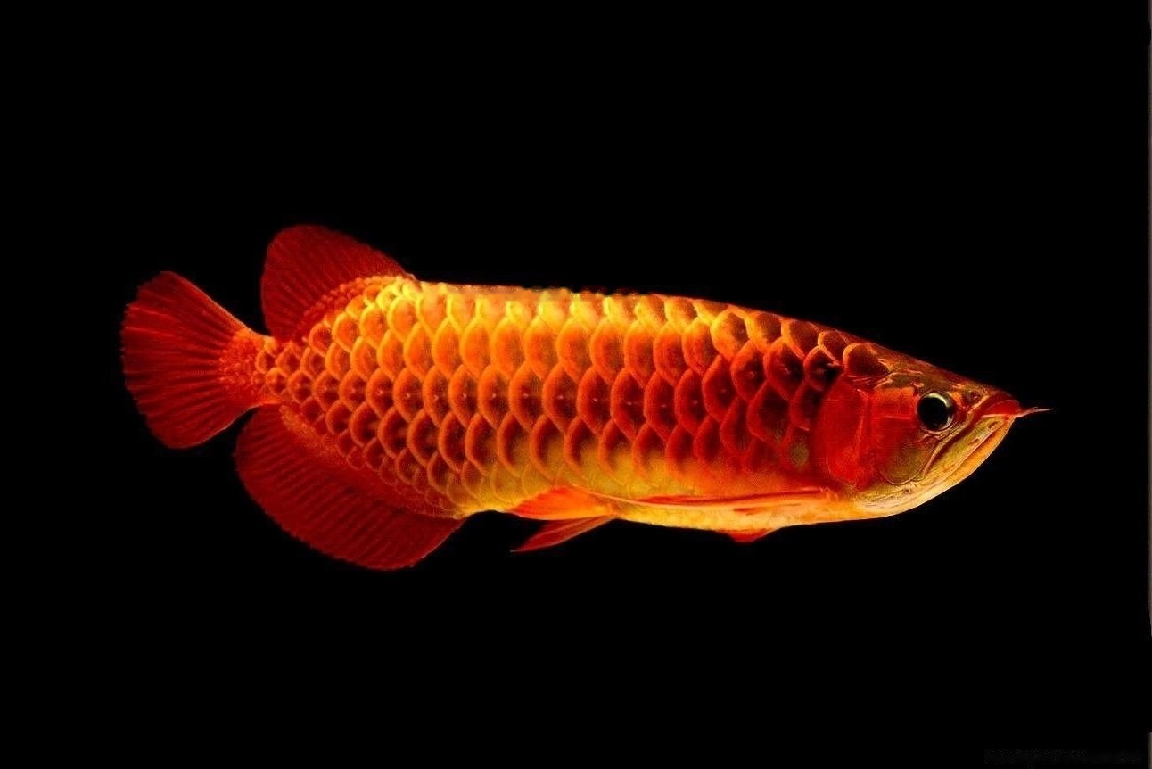 Arowana