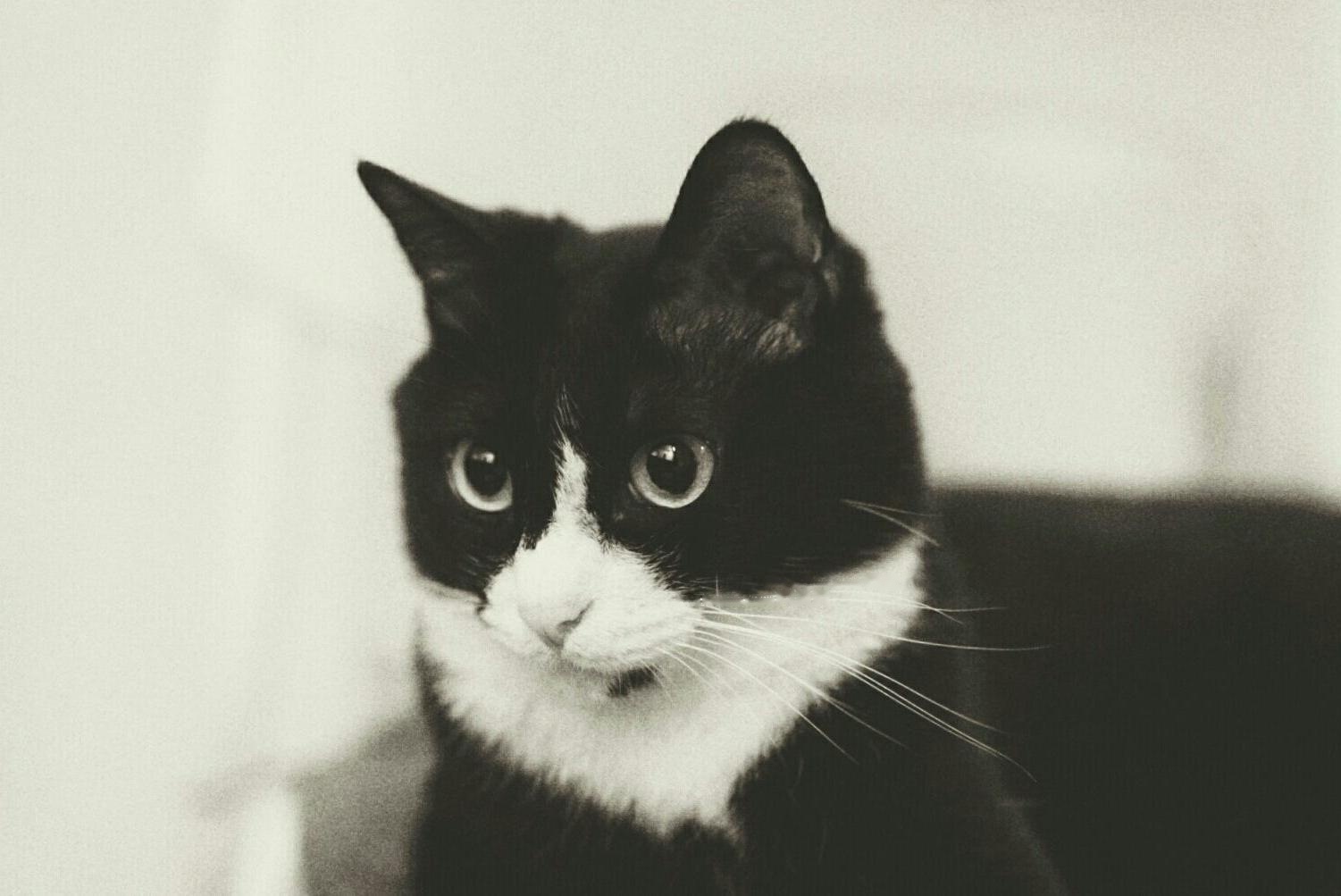 pet