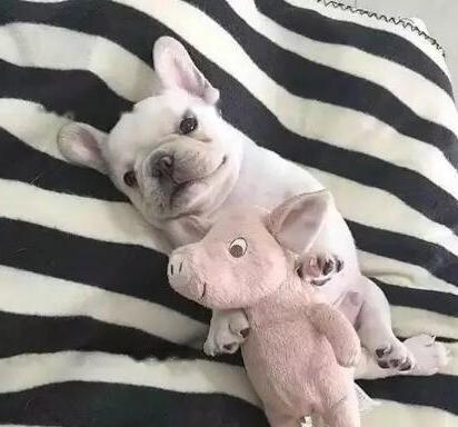 pet