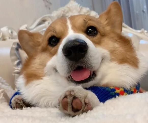 Corgi