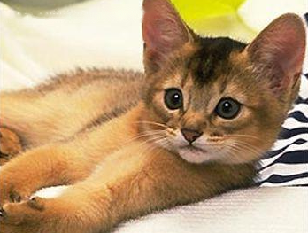 Which Abyssinian