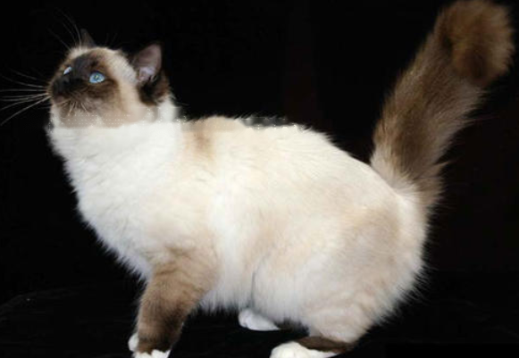 Birman