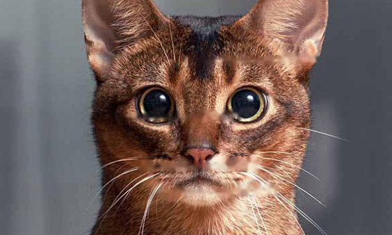 Abyssinian