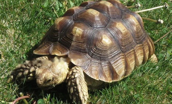 Sulcata