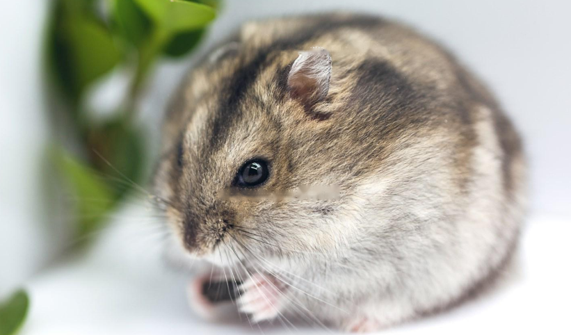 Identifying Identifying