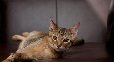 Which Abyssinian