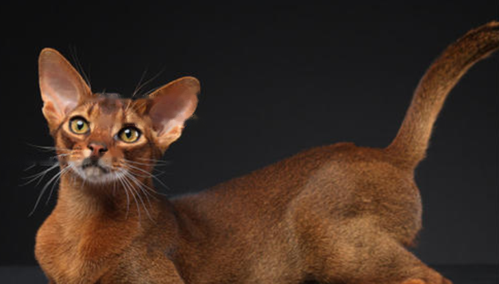 Which Abyssinian