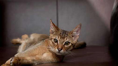 Which Abyssinian