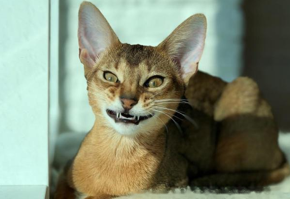 Which Abyssinian