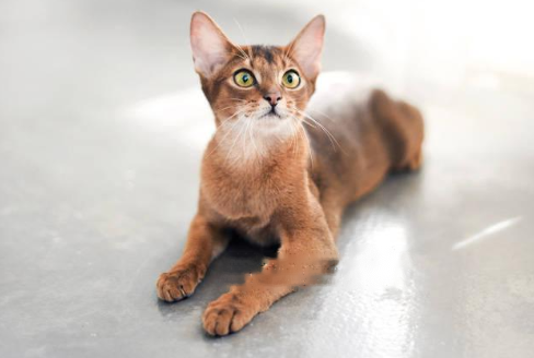Abyssinian