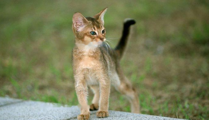 Abyssinian