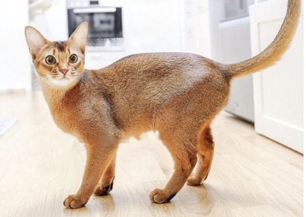 Abyssinian