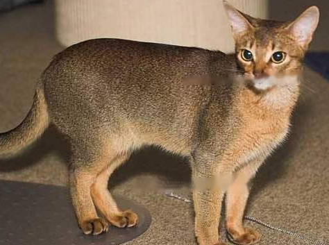 Which Abyssinian