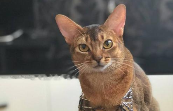 Which Abyssinian