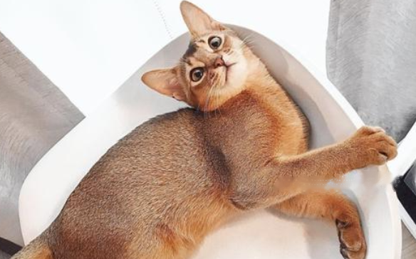 Abyssinian