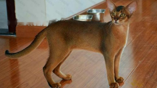 Abyssinian