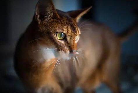 Abyssinian