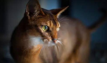 Which Abyssinian