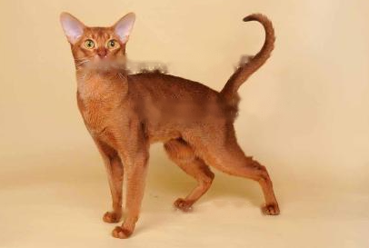 Abyssinian