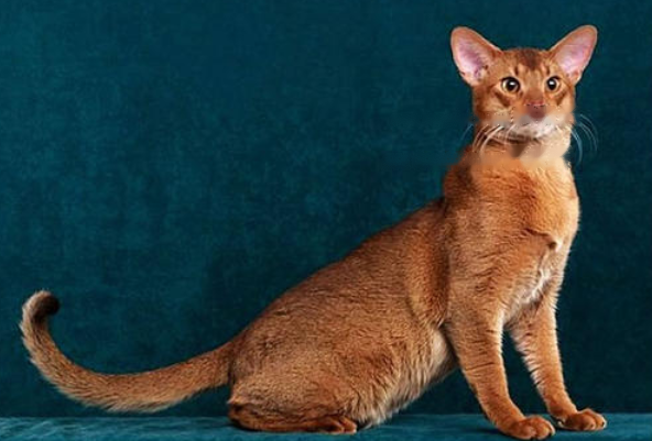 Which Abyssinian