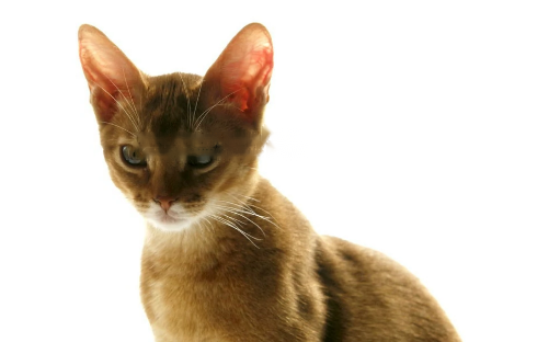 Abyssinian