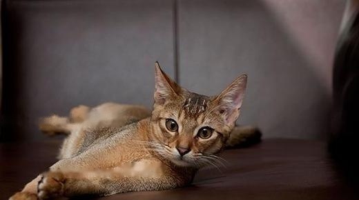Abyssinian