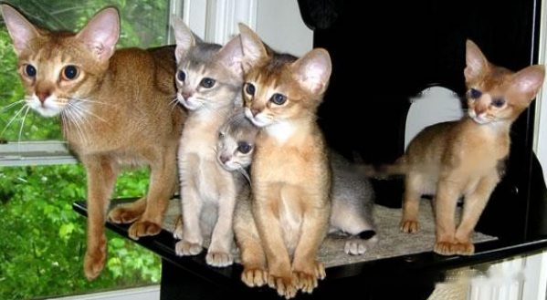 Who Abyssinian