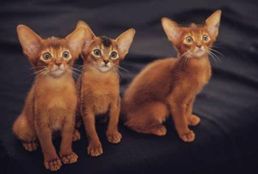 Abyssinian