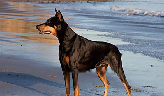 Doberman